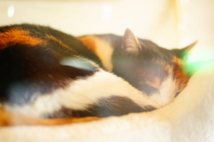(4) ガラス越しに眠る猫