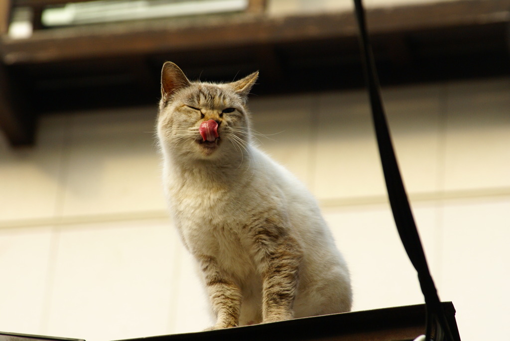 法善寺横丁の猫