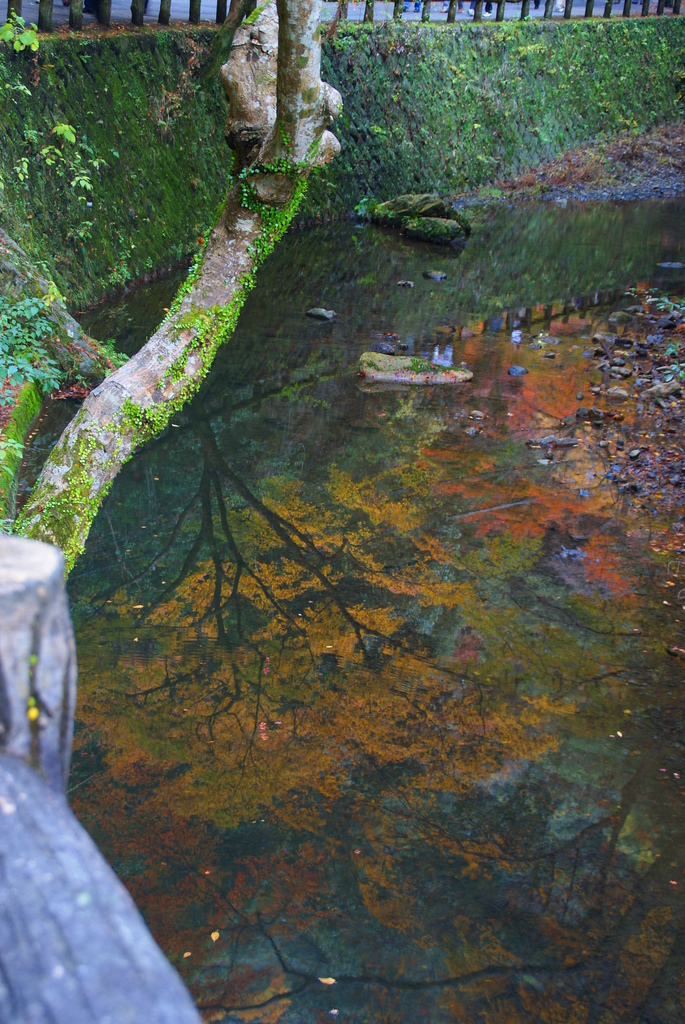 水面も紅