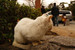 白い老猫