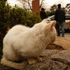 白い老猫