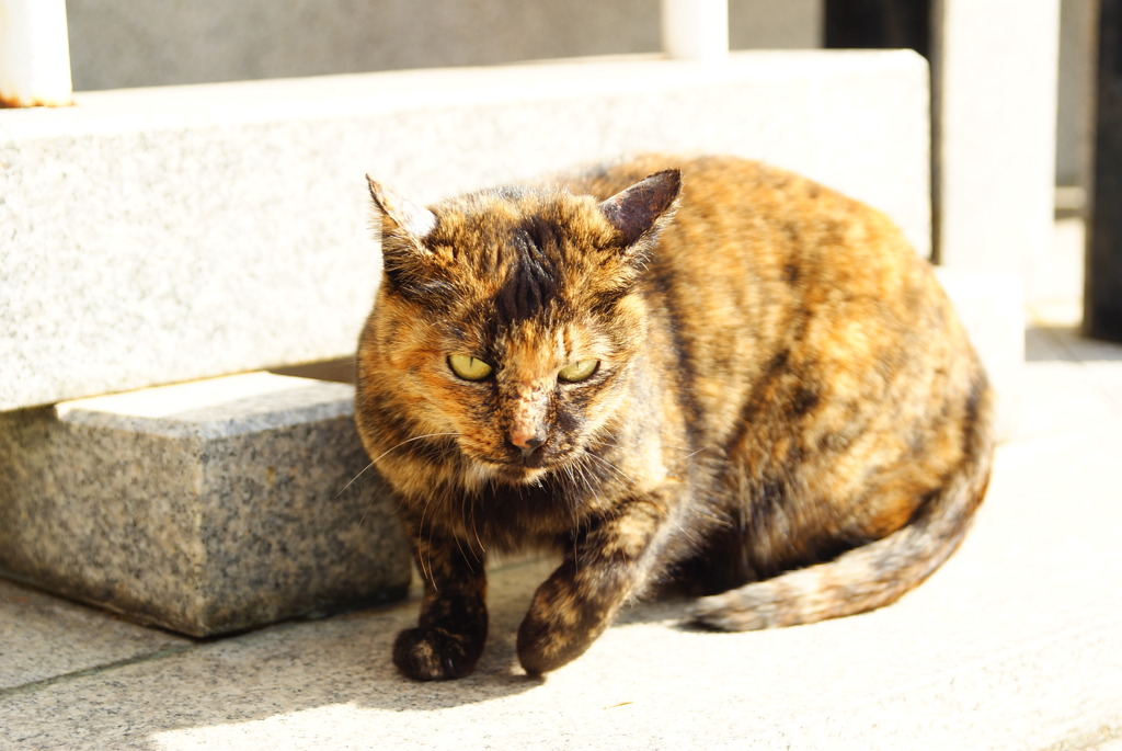 ぶちの子