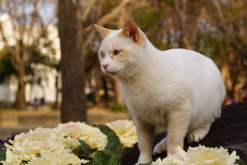 花キャベツ