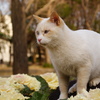 花キャベツ