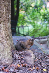 落ち葉を見つめて