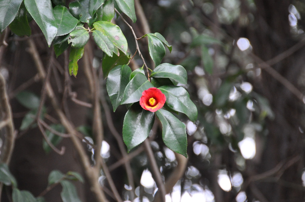 紅一点