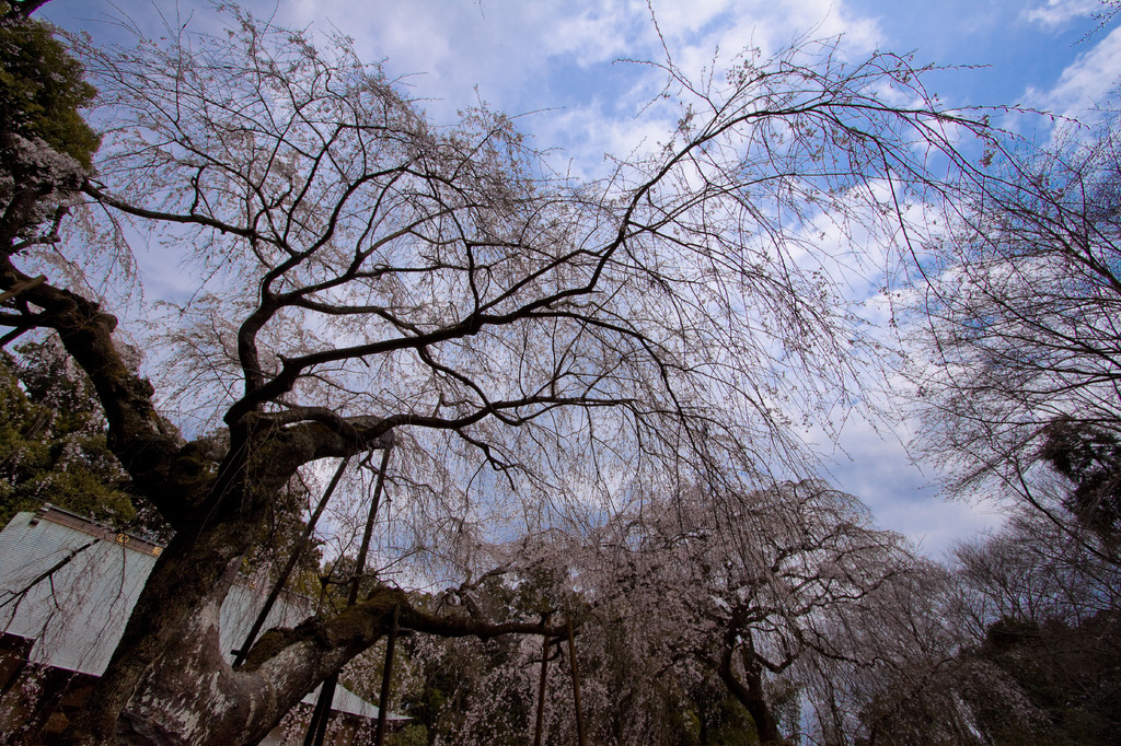 親子桜