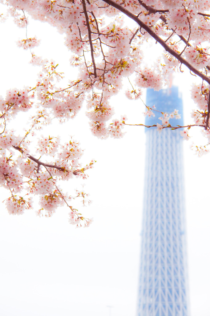 桜をまとったスカイツリー