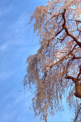 夕日に染まる枝垂れ桜