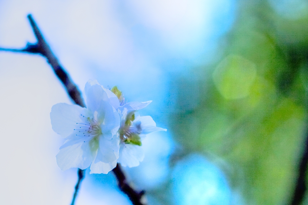 冬桜