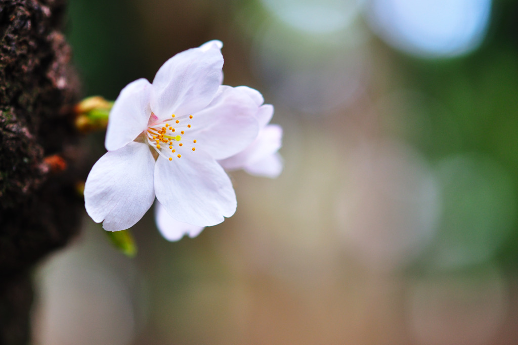 桜の花1