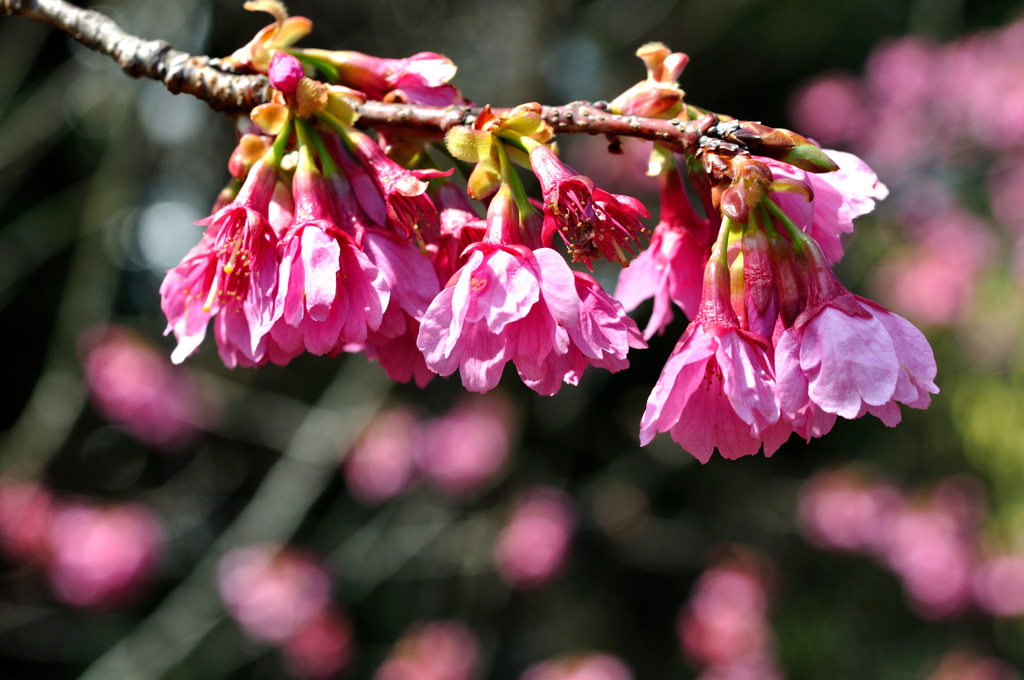 桜3