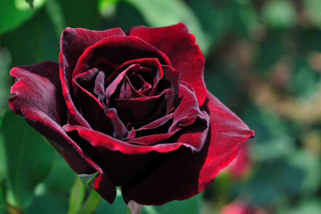 赤黒いバラ By Wize Id 写真共有サイト Photohito