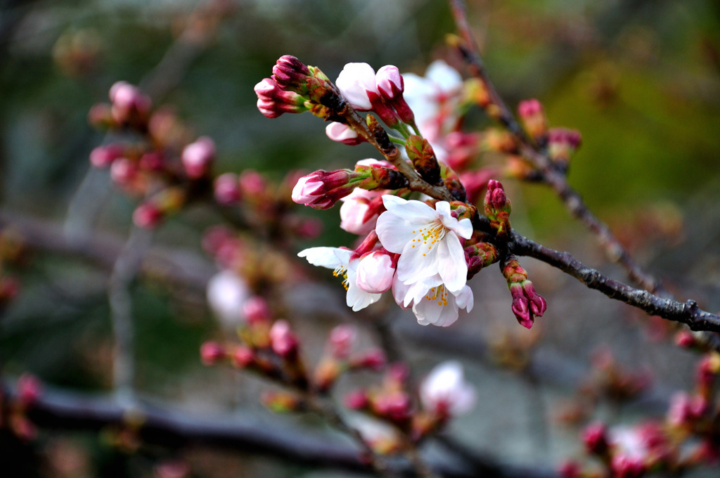 桜