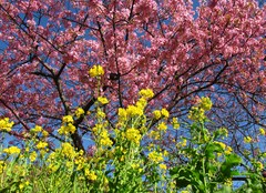 河津桜