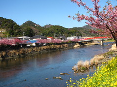 河津桜