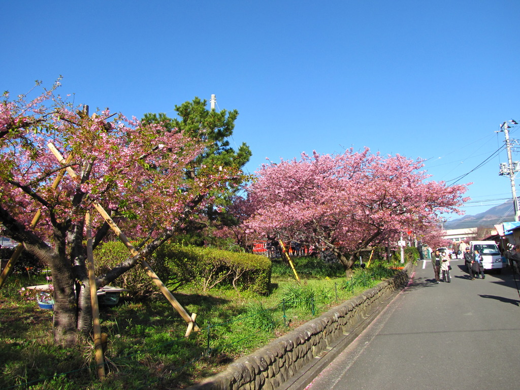 河津桜