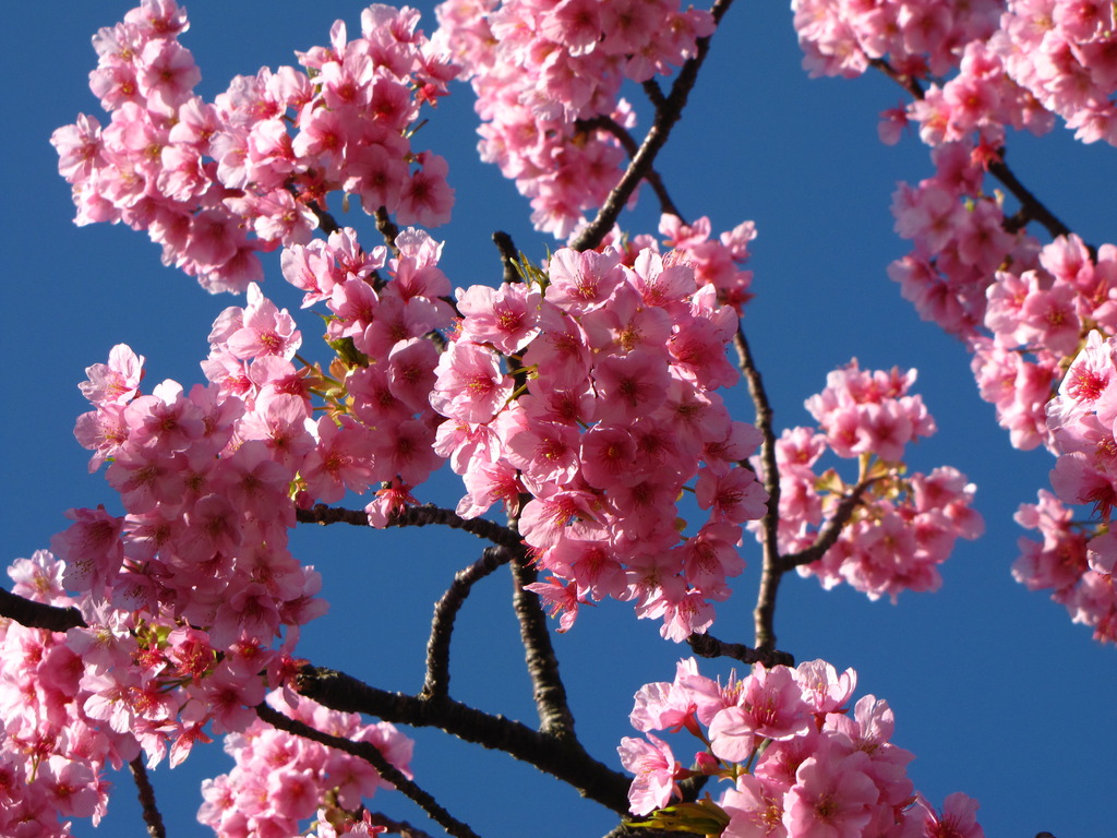 河津桜