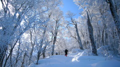 大山の森