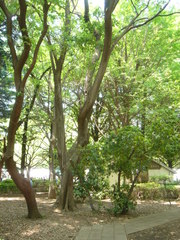 樹林