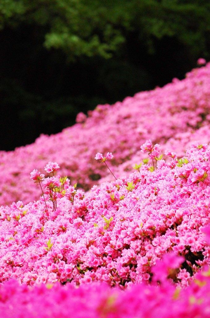 白野江植物公園