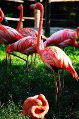 到津の森公園