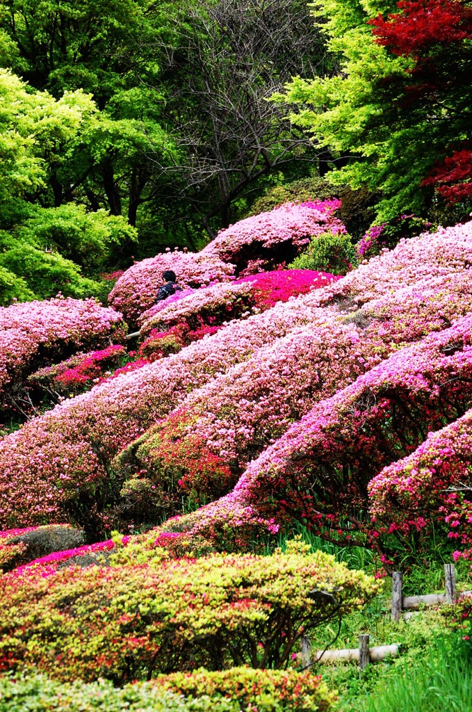 白野江植物公園