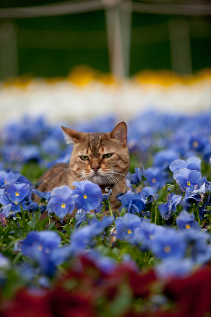 どや顔