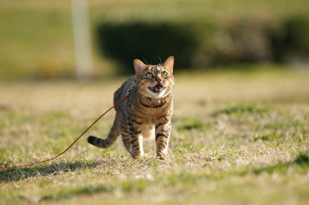 初めて見るカモメに！マーク