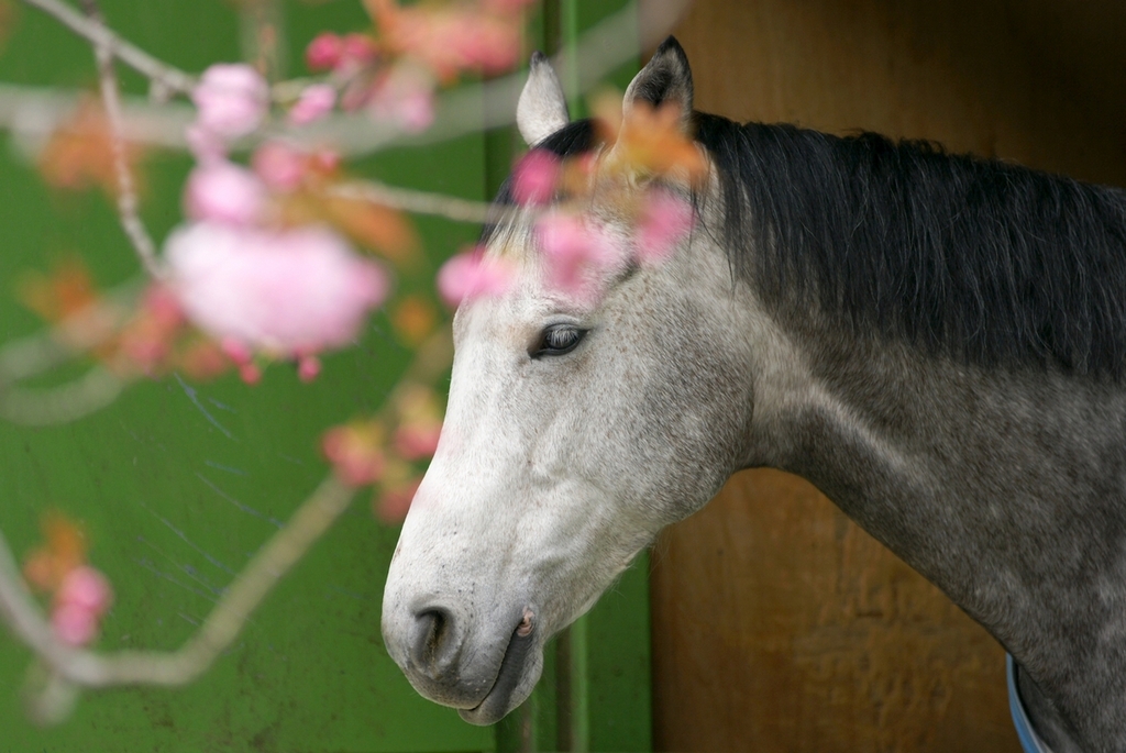01DSC00553a
