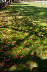 落ち葉と芝と影