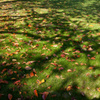 落ち葉と芝と影