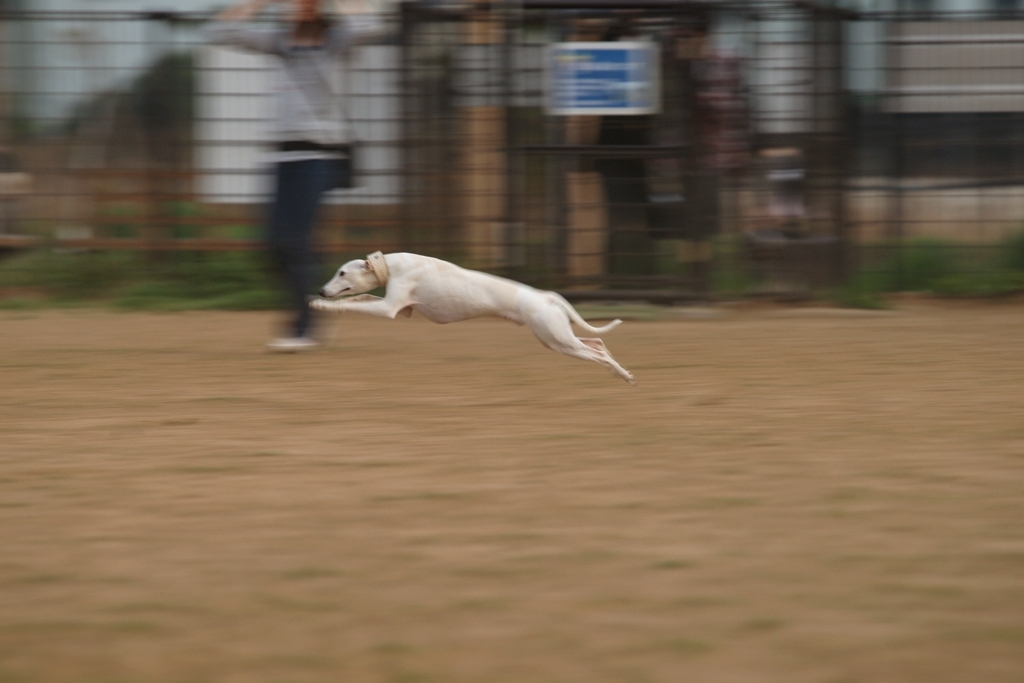 跳躍犬