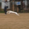 跳躍犬