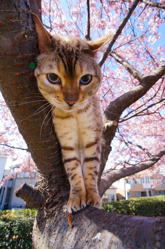 猫Onサクラ