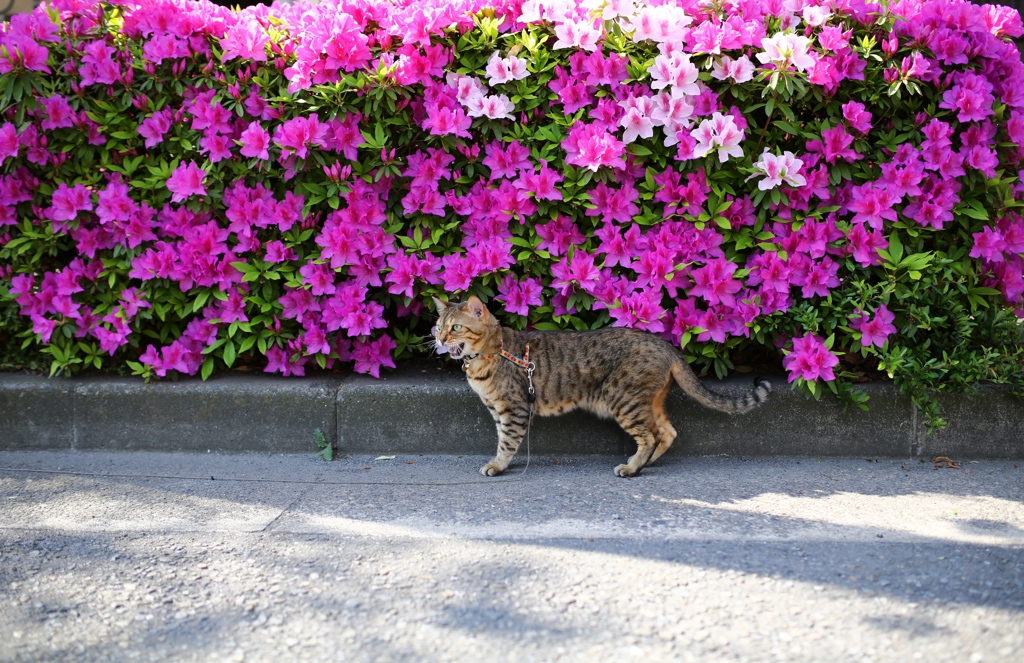 べたなツツジと猫