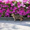 べたなツツジと猫