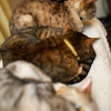 猫並び