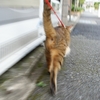 お散歩
