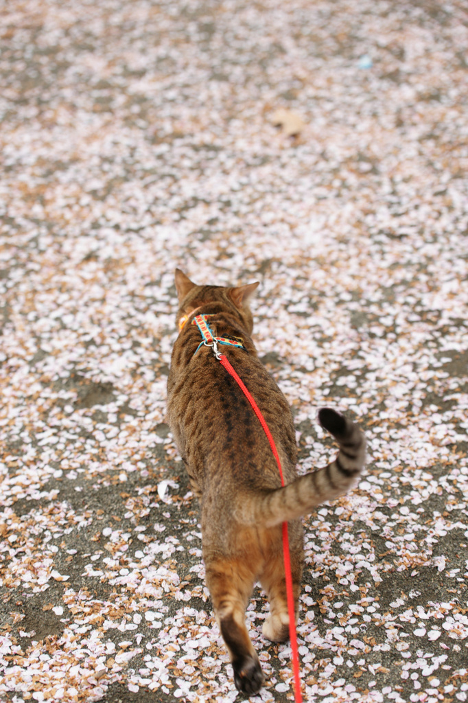桜の絨毯