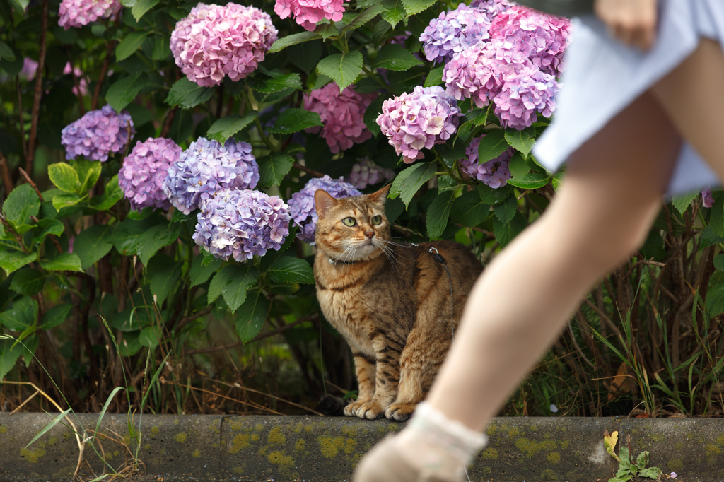 美脚と猫とアジサイと By チャコ Id 写真共有サイト Photohito