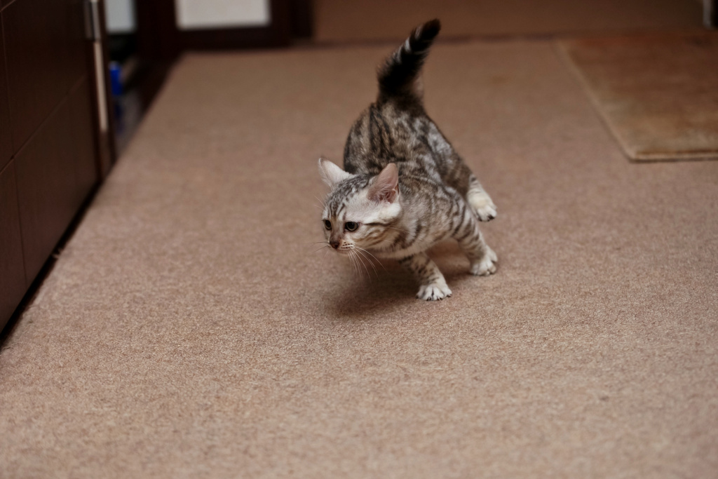 ハイテンション・ダッシュ！