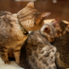 呆れる猫