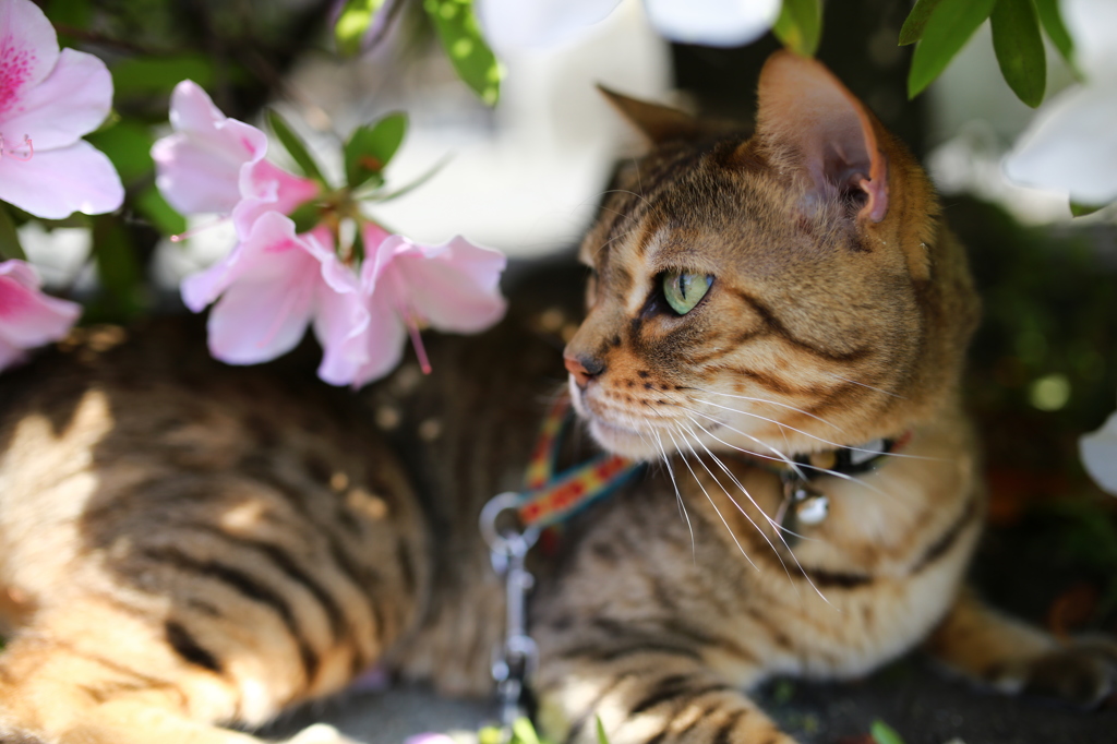ツツジと猫