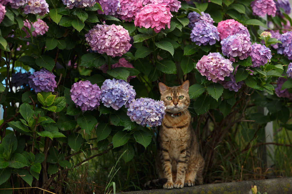 紫陽花と生真面目な猫 By チャコ Id 写真共有サイト Photohito