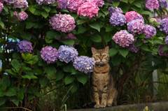 紫陽花と生真面目な猫