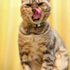 猫タン