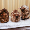 2つの香箱座りとお手入れ猫