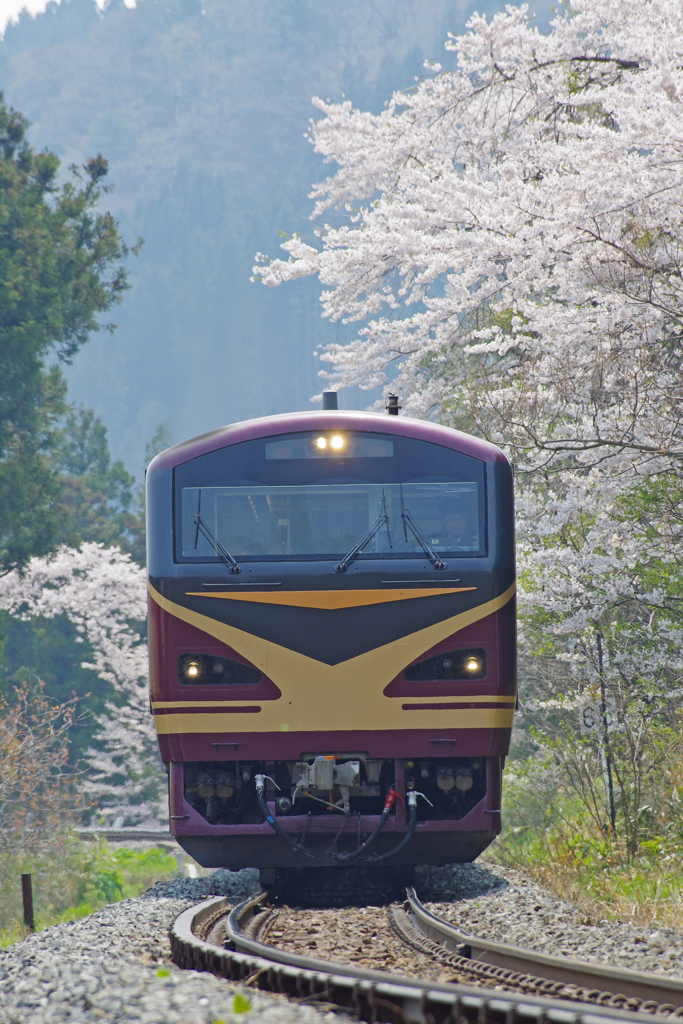 奥の細道桜街道