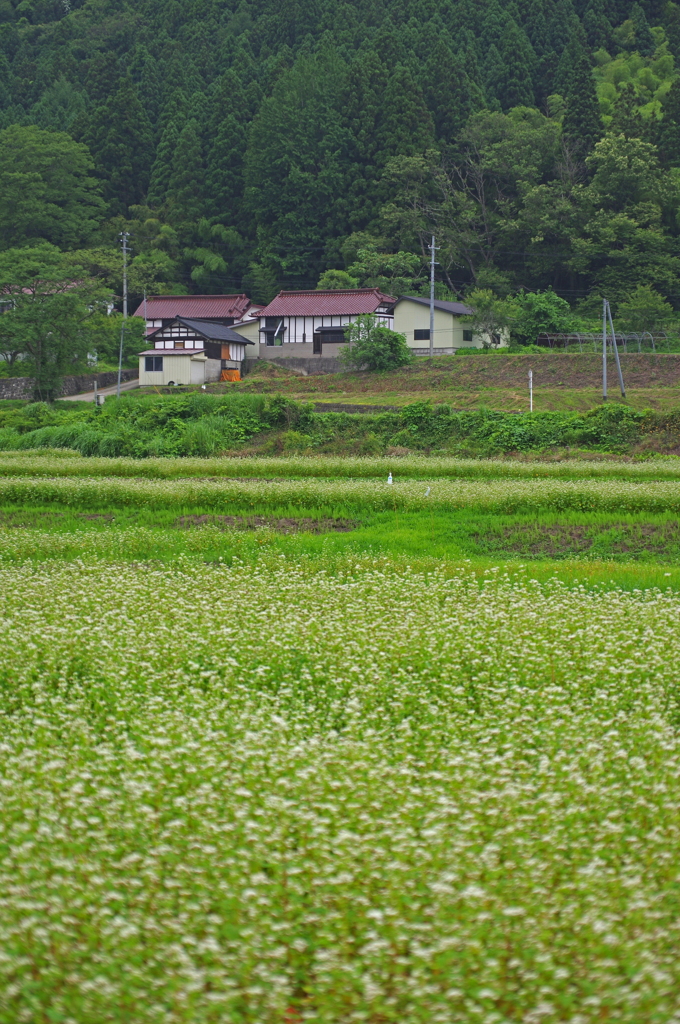 蕎麦畑
